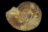 Bathonian Ammonite (Ebrayiceras) Fossil - France #152724-1